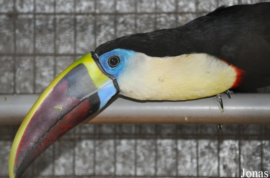 Ramphastos tucanus