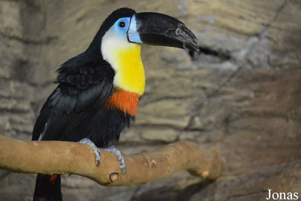 Ramphastos vitellinus