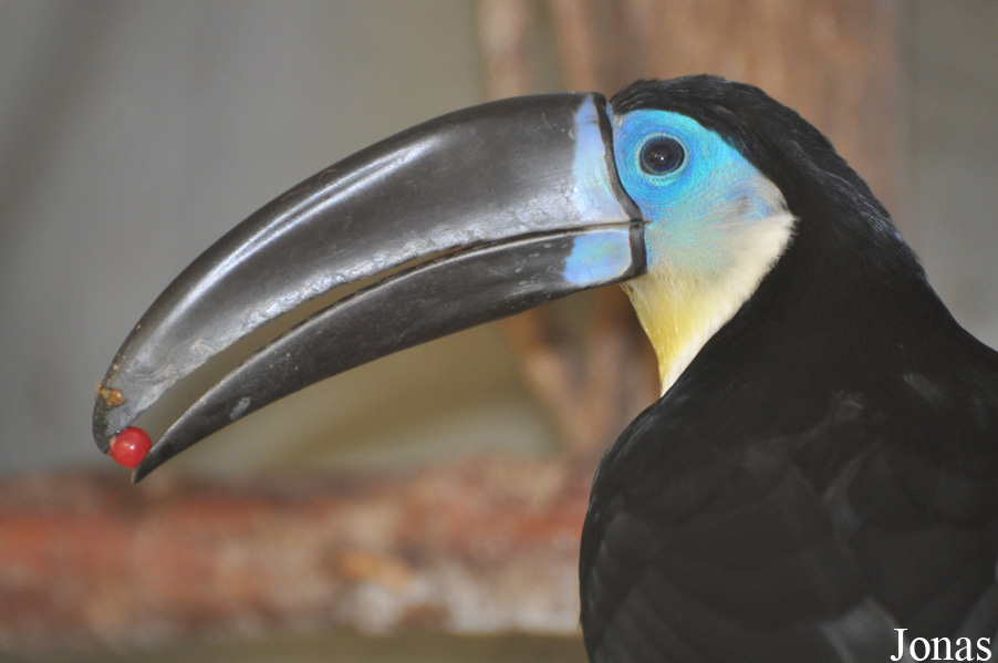 Ramphastos vitellinus