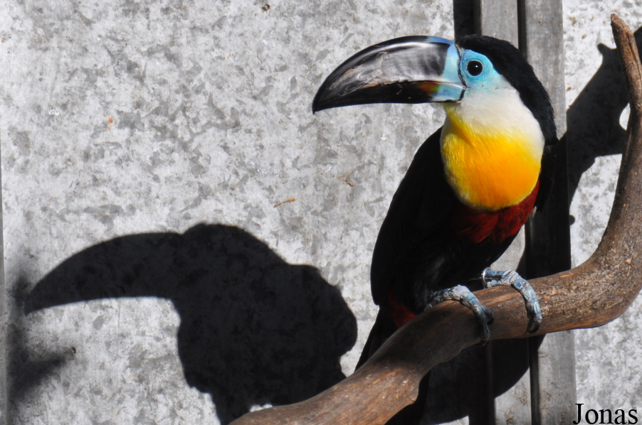 Ramphastos vitellinus vitellinus