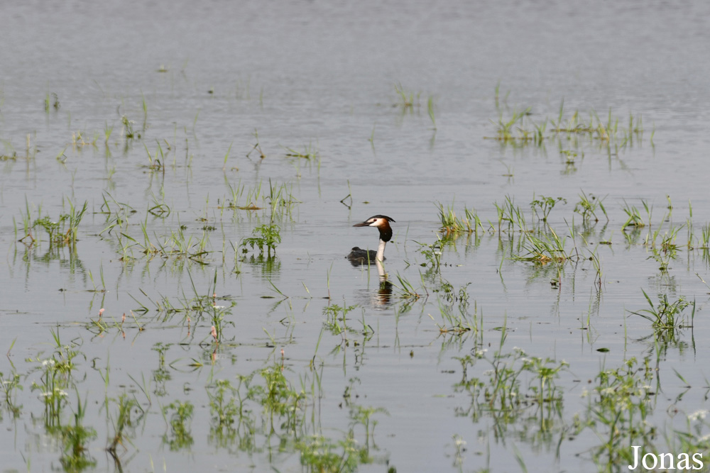 Podiceps cristatus cristatus / Šilavotas