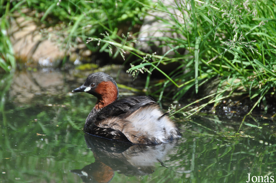 Tachybaptus ruficollis