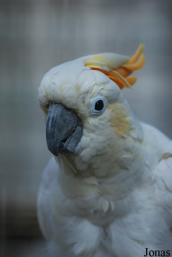 Cacatua citrinocristata