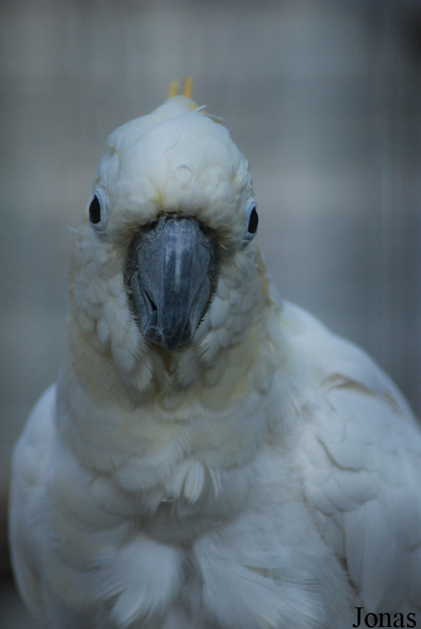Cacatua citrinocristata