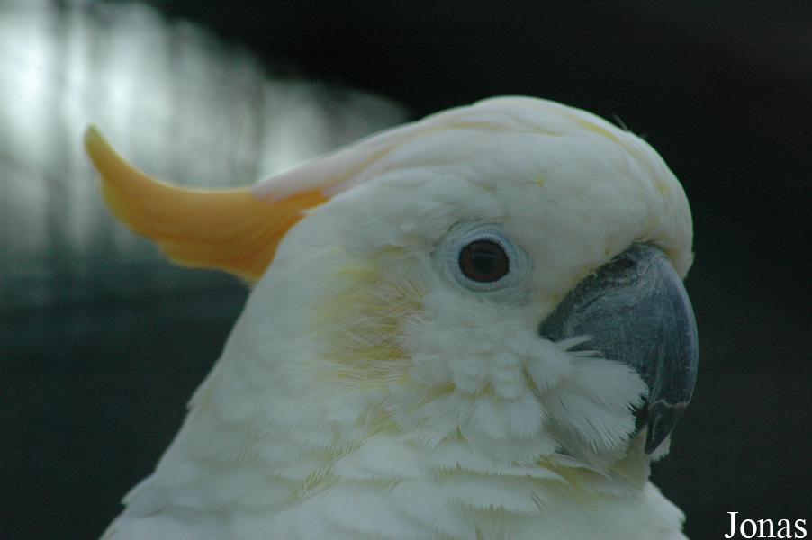 Cacatua citrinocristata