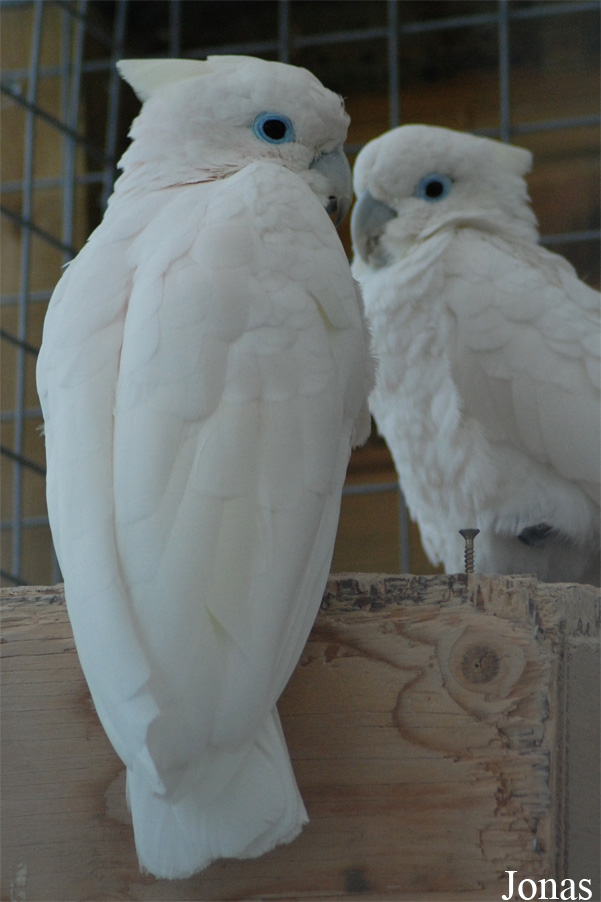 Cacatua ducorpsii