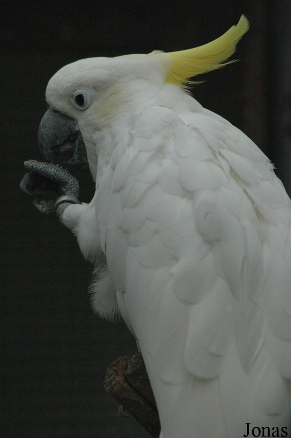 Cacatua galerita