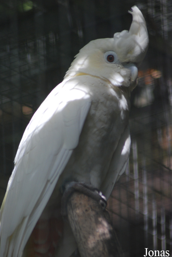 Cacatua haematuropygia