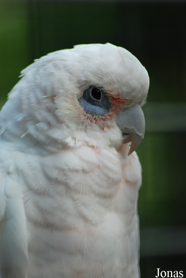Cacatua pastinator