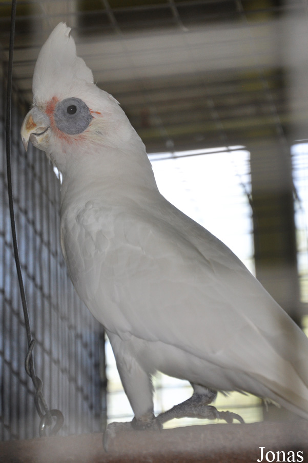 Cacatua pastinator
