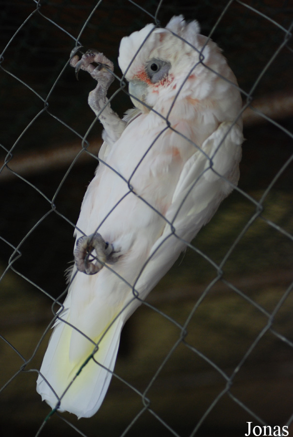Cacatua sanguinea
