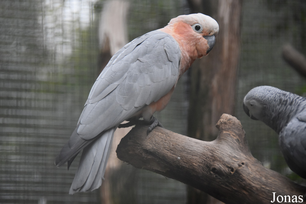 Cacatua sulphurea x Eolophus roseicapilla