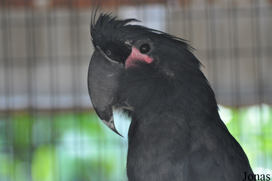 Probosciger aterrimus