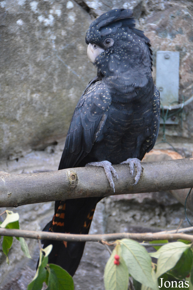 Calyptorhynchus banksii