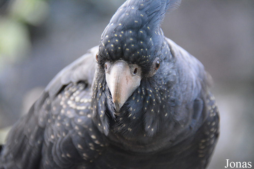 Calyptorhynchus banksii