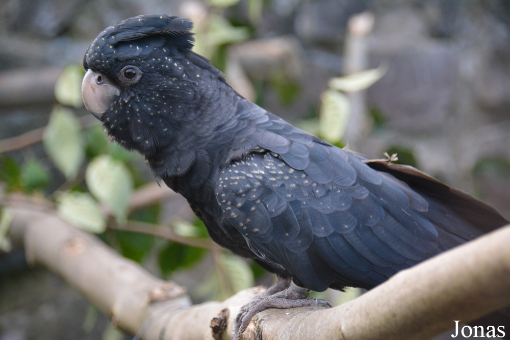 Calyptorhynchus banksii