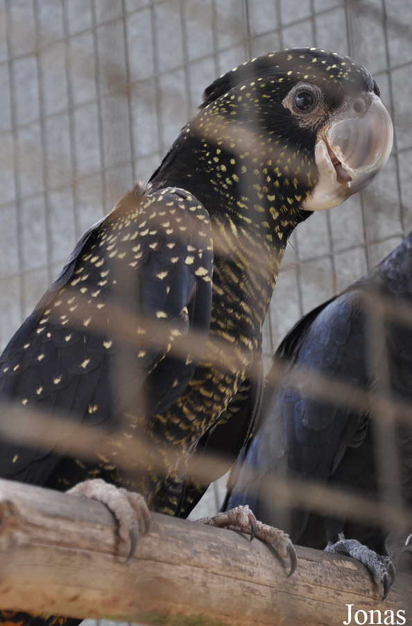 Calyptorhynchus banksii