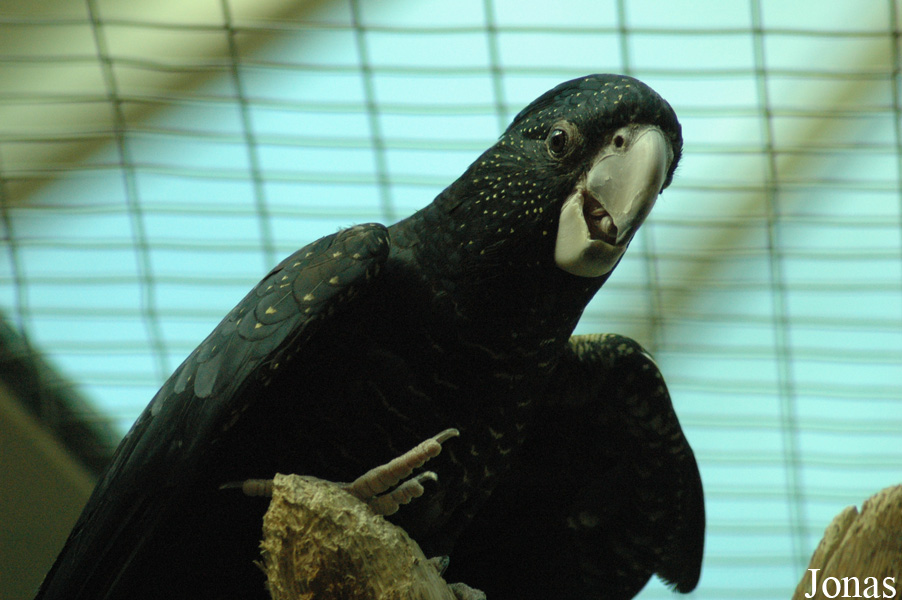 Calyptorhynchus banksii