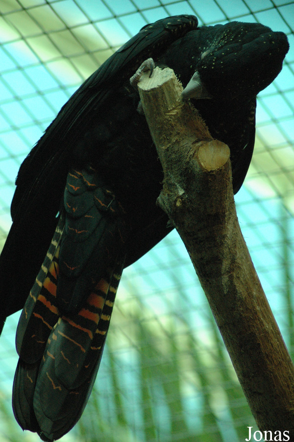 Calyptorhynchus banksii