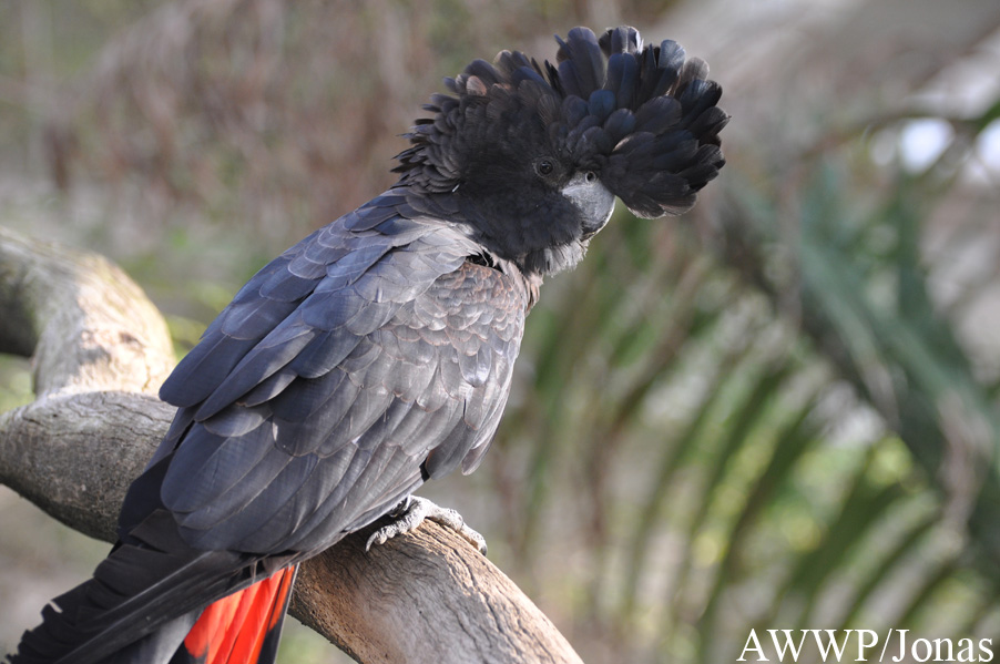 Calyptorhynchus banksii samueli