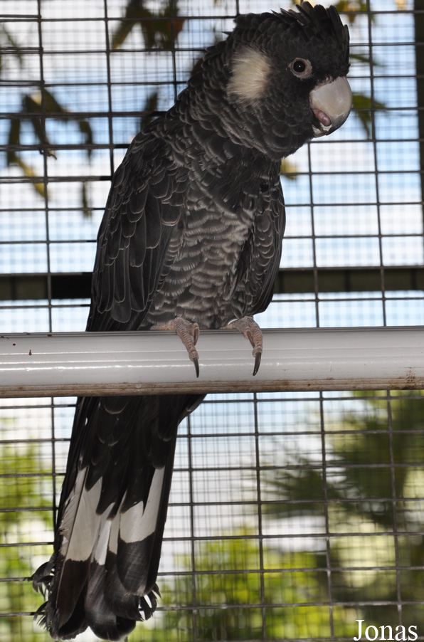 Zanda latirostris