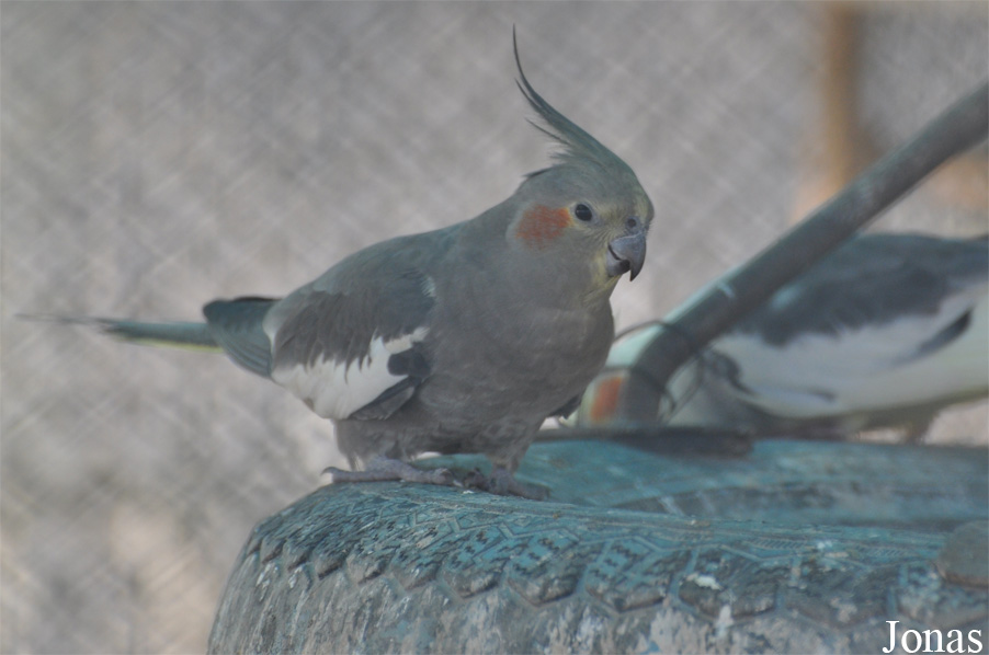 Nymphicus hollandicus / Al Jazeera Park