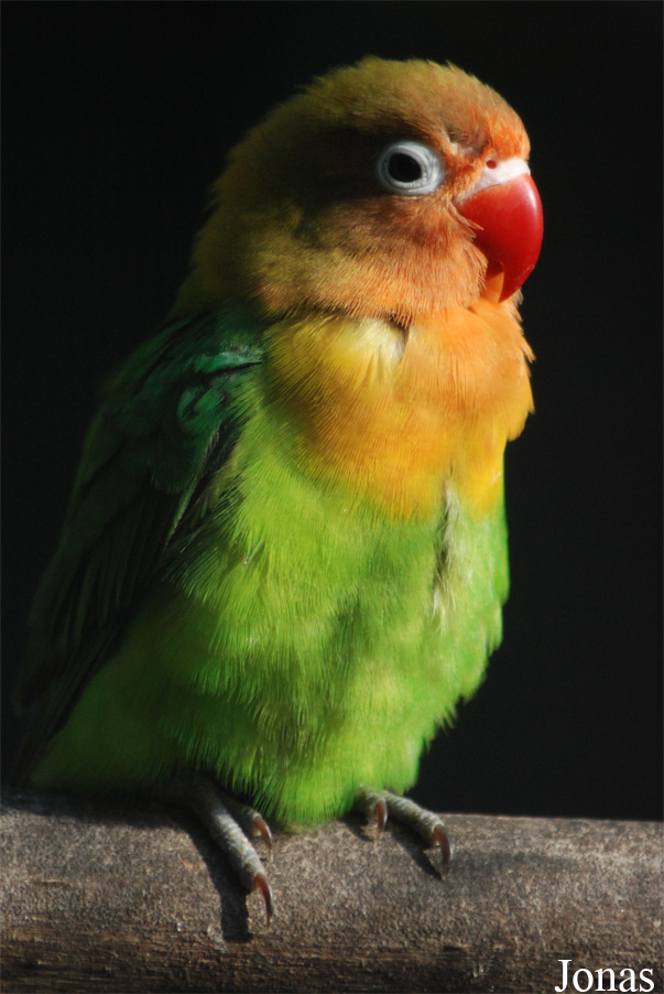 Agapornis fischeri