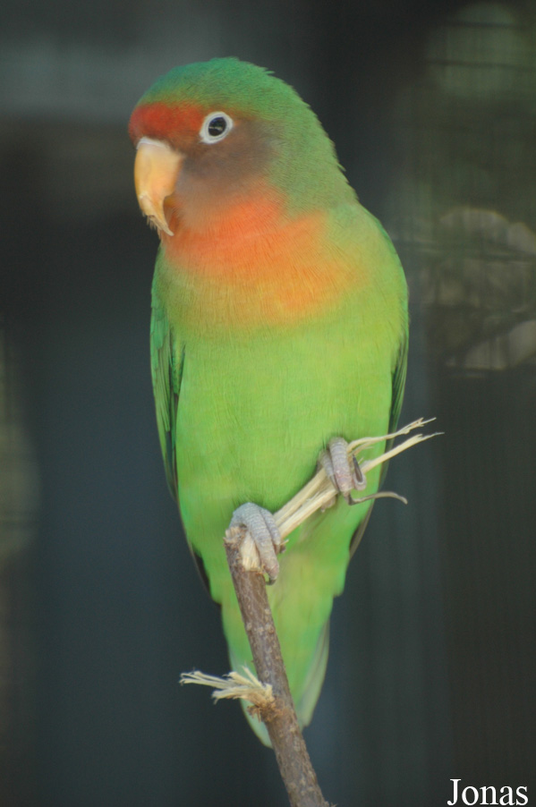 Agapornis fischeri