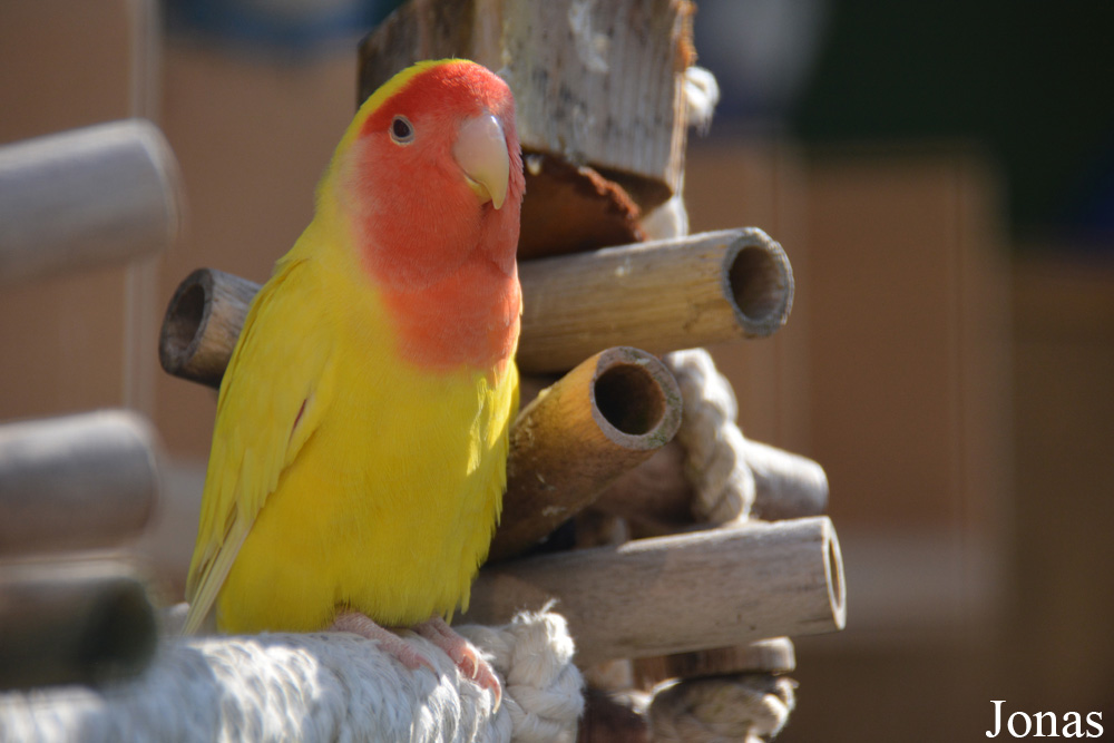 Agapornis fischeri