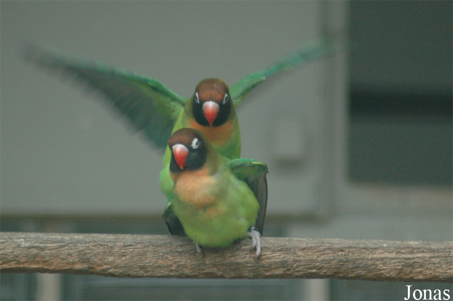 Agapornis nigrigenis