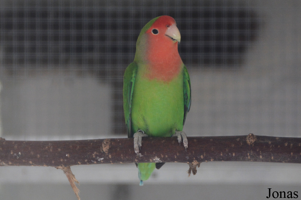 Agapornis roseicollis