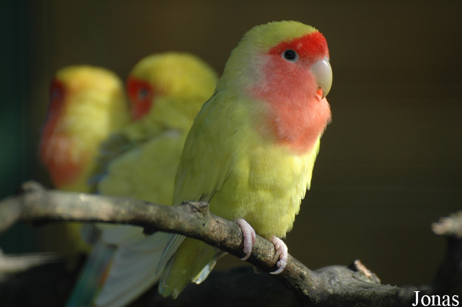Agapornis roseicollis