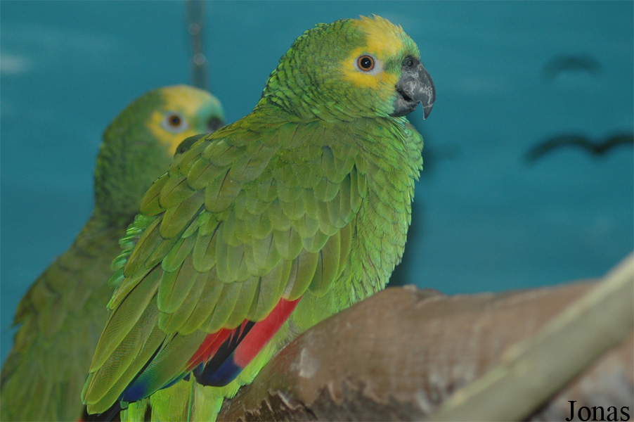 Amazona aestiva aestiva