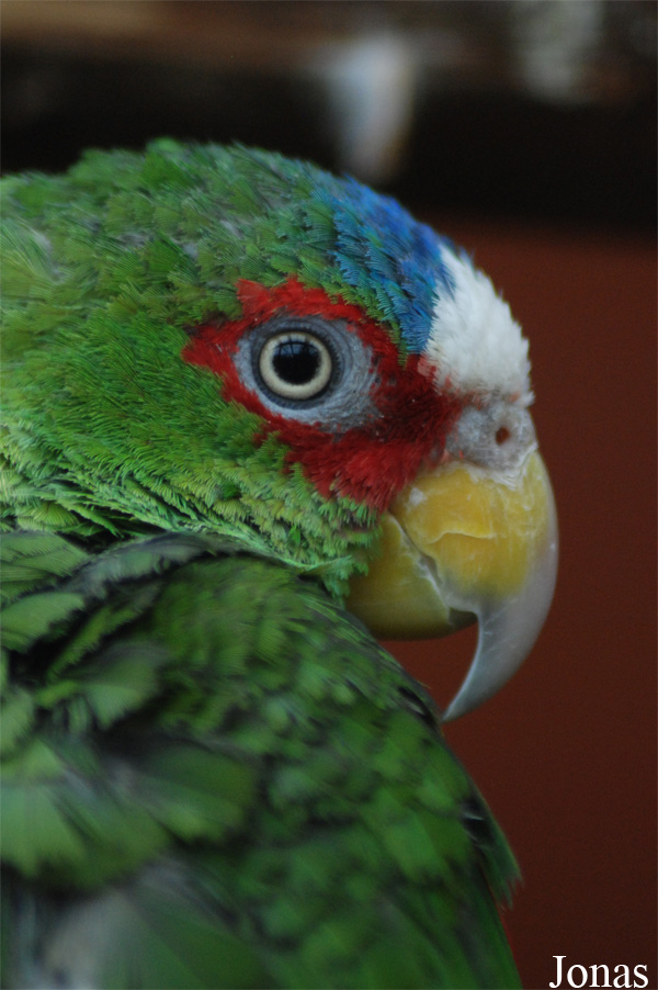 Amazona albifrons