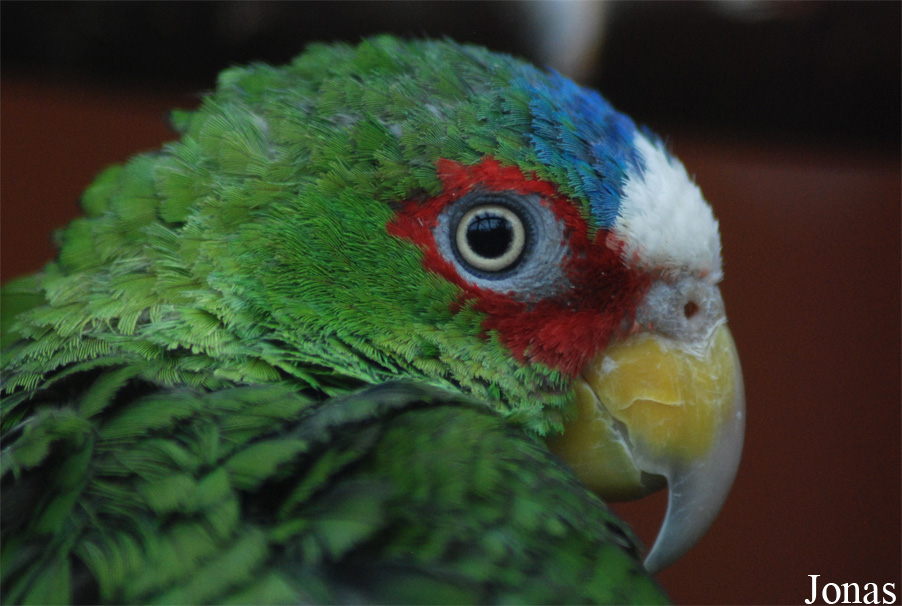 Amazona albifrons