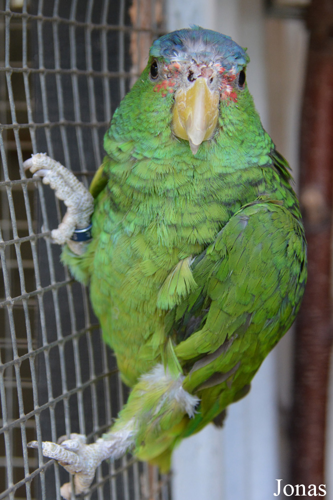Amazona albifrons