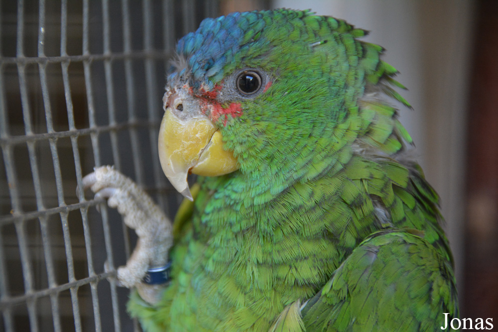 Amazona albifrons