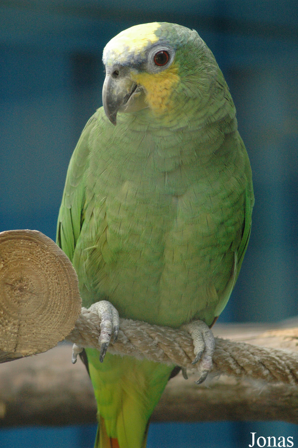 Amazona amazonica