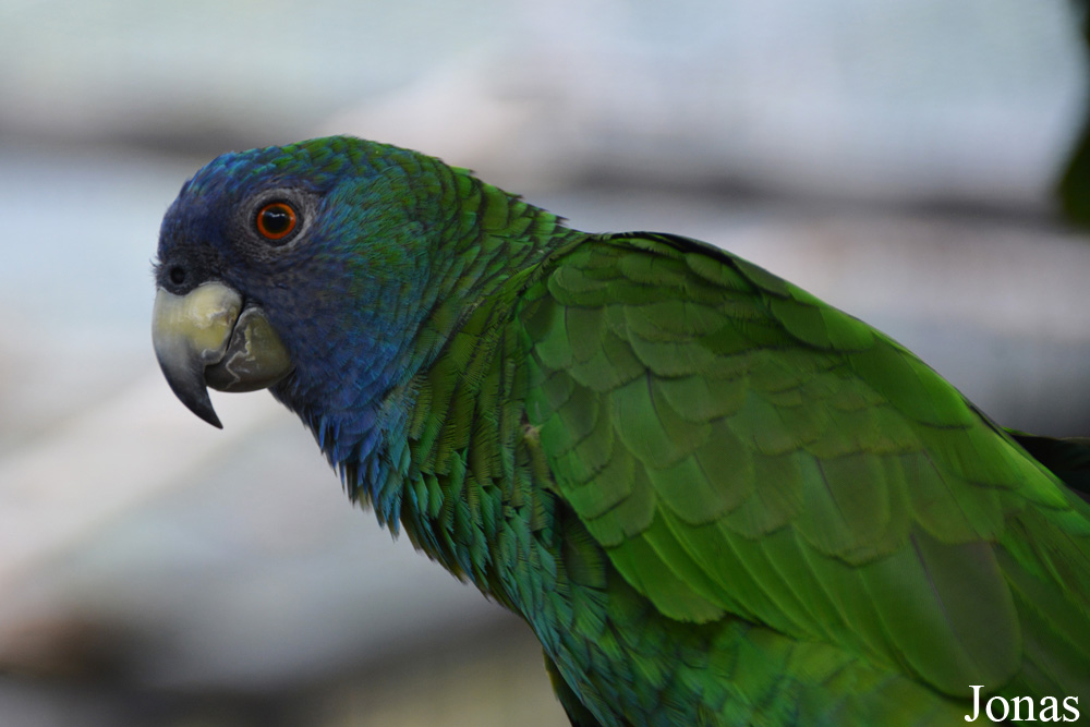 Amazona arausiaca