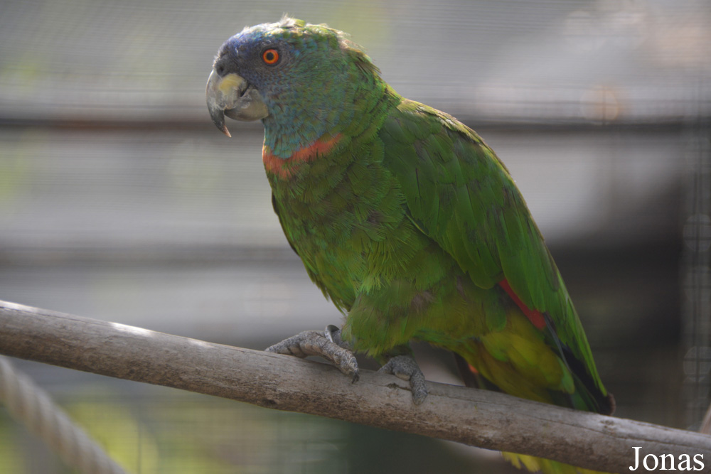 Amazona arausiaca
