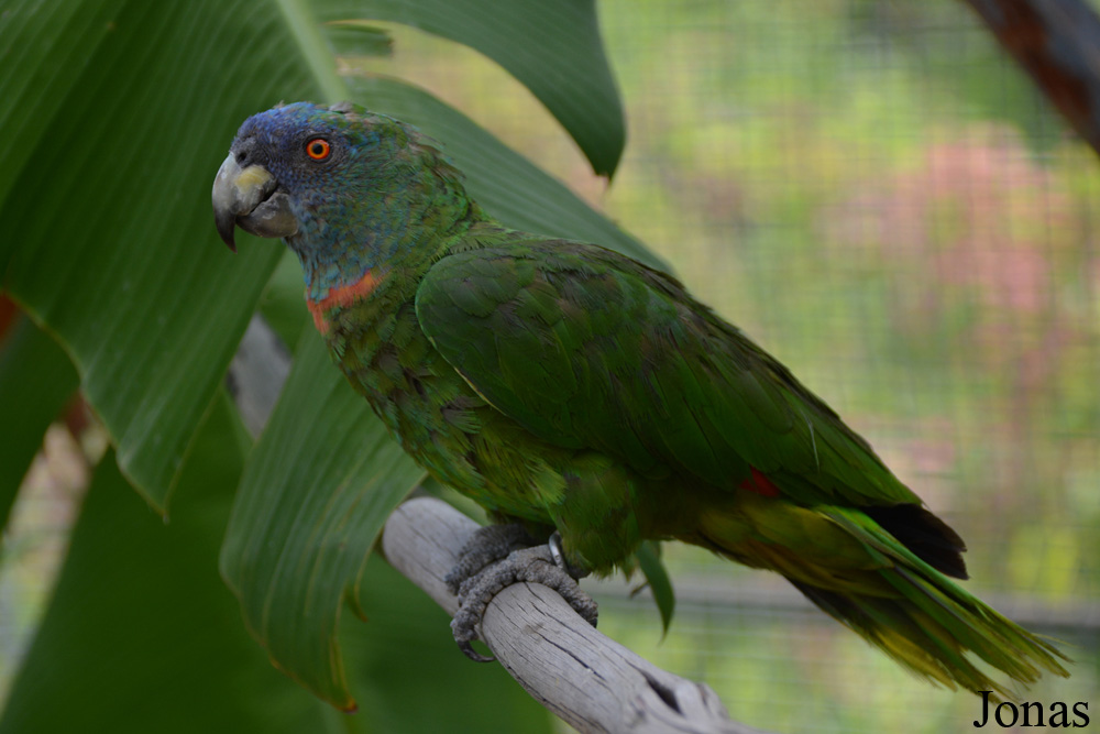 Amazona arausiaca