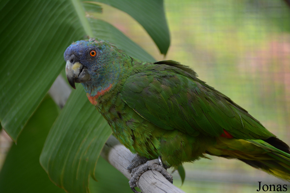 Amazona arausiaca