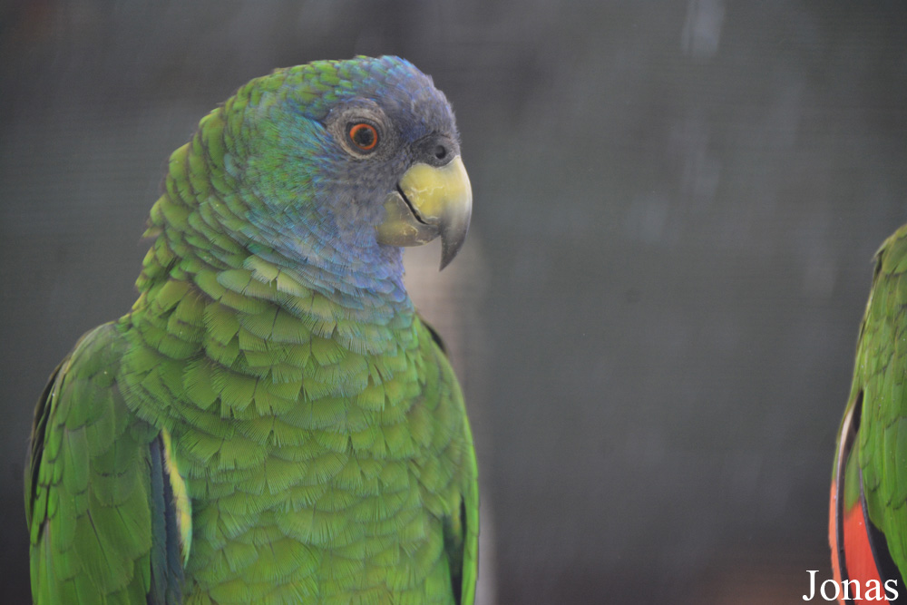 Amazona arausiaca