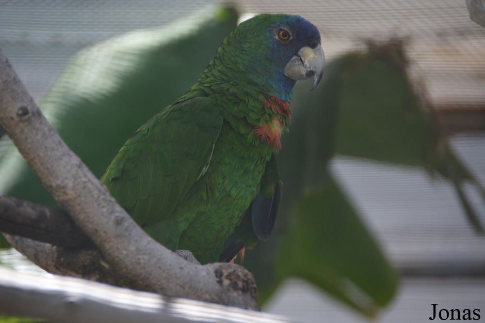 Amazona arausiaca