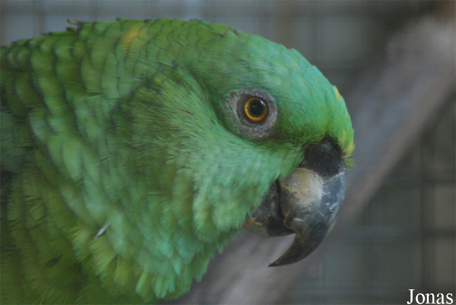 Amazona auropalliata auropalliata