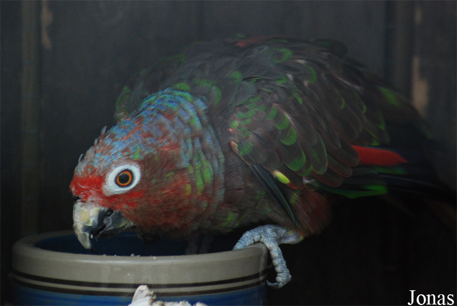 Amazona autumnalis