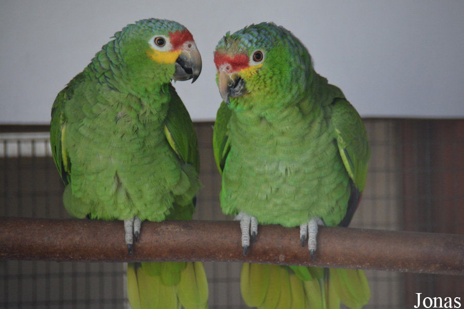Amazona autumnalis autumnalis
