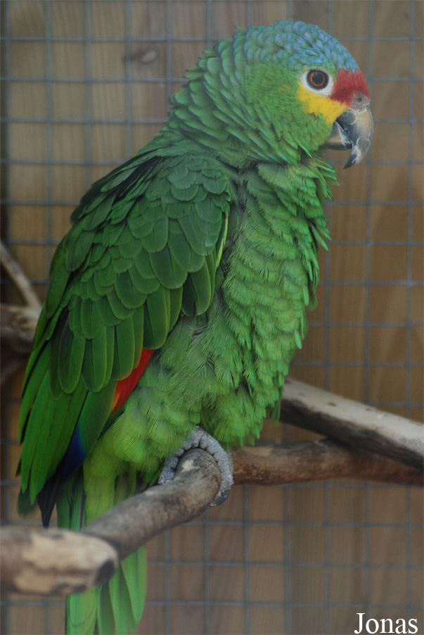 Amazona autumnalis lilacina