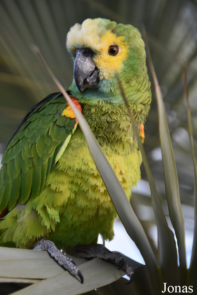 Amazona barbadensis