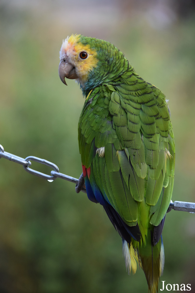 Amazona barbadensis